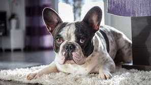 Popis francouzského buldočka